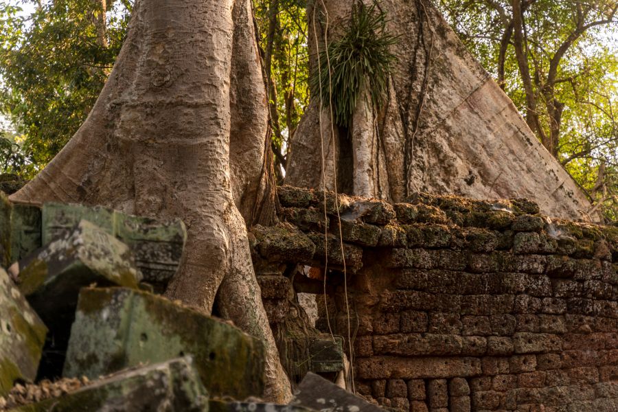 ta prohm-64.jpg